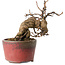 Katsura, 11 cm, ± 15 jaar oud