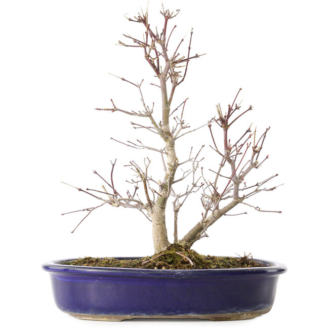 Acer palmatum Deshojo, 24 cm, ± 10 ans, avec un nebari de 3,5 cm