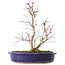 Acer palmatum Deshojo, 24 cm, ± 10 ans, avec un nebari de 3,5 cm