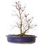 Acer palmatum Deshojo, 24 cm, ± 10 ans, avec un nebari de 3,5 cm