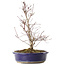 Acer palmatum Deshojo, 24 cm, ± 10 ans, avec un nebari de 3,5 cm