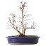 Acer palmatum Deshojo, 24 cm, ± 10 ans, avec un nebari de 3,5 cm