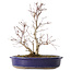 Acer palmatum Deshojo, 24 cm, ± 10 anni, con un nebari di 3,5 cm