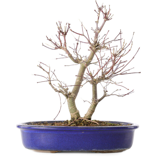 Acer palmatum Deshojo, 25 cm, ± 10 ans, avec un nebari de 3,5 cm