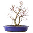 Acer palmatum Deshojo, 25 cm, ± 10 ans, avec un nebari de 3,5 cm
