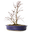 Acer palmatum Deshojo, 24 cm, ± 10 ans, avec un nebari de 3,5 cm