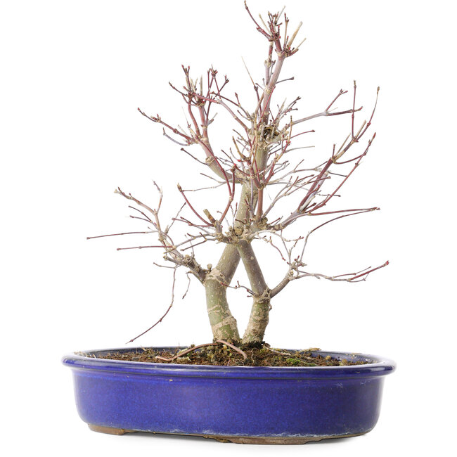 Acer palmatum Deshojo, 25 cm, ± 10 Jahre alt, mit einem Nebari von 3,5 cm