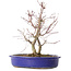 Acer palmatum Deshojo, 25 cm, ± 10 ans, avec un nebari de 3,5 cm