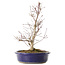 Acer palmatum Deshojo, 24 cm, ± 10 ans, avec un nebari de 3,5 cm