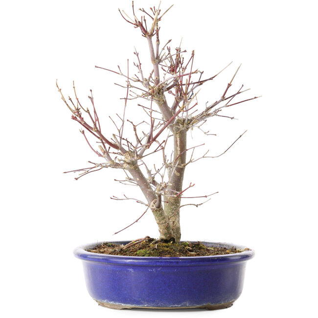 Acer palmatum Deshojo, 25 cm, ± 10 Jahre alt, mit einem Nebari von 3,5 cm
