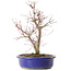 Acer palmatum Deshojo, 25 cm, ± 10 ans, avec un nebari de 3,5 cm