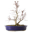 Acer palmatum Deshojo, 24 cm, ± 10 ans, avec un nebari de 3,5 cm