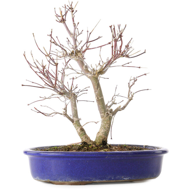 Acer palmatum Deshojo, 25 cm, ± 10 Jahre alt, mit einem Nebari von 3,5 cm