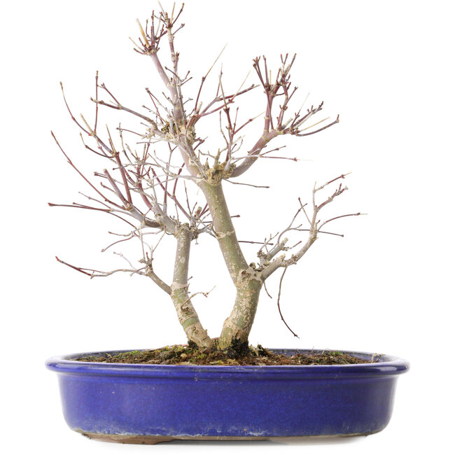 Acer palmatum Deshojo, 25 cm, ± 10 Jahre alt, mit einem Nebari von 3,5 cm