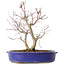 Acer palmatum Deshojo, 25 cm, ± 10 ans, avec un nebari de 3,5 cm