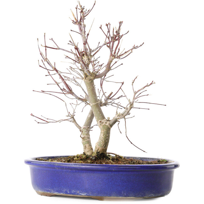 Acer palmatum Deshojo, 25 cm, ± 10 Jahre alt, mit einem Nebari von 3,5 cm