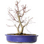 Acer palmatum Deshojo, 25 cm, ± 10 anni, con un nebari di 3,5 cm