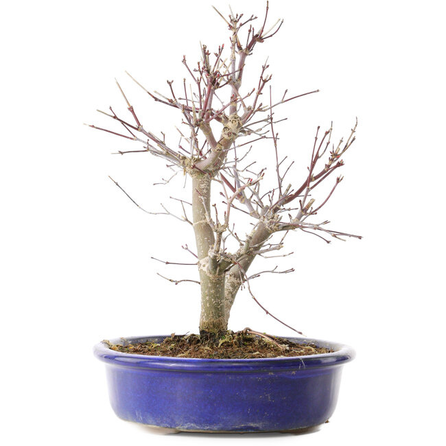 Acer palmatum Deshojo, 25 cm, ± 10 Jahre alt, mit einem Nebari von 3,5 cm
