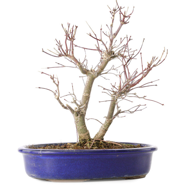 Acer palmatum Deshojo, 25 cm, ± 10 Jahre alt, mit einem Nebari von 3,5 cm