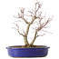 Acer palmatum Deshojo, 25 cm, ± 10 jaar oud, met een nebari van 3,5 cm