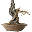 Acer buergerianum, 28 cm, ± 20 jaar oud