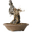 Acer buergerianum, 28 cm, ± 20 jaar oud