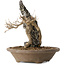 Acer buergerianum, 28 cm, ± 20 jaar oud