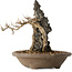 Acer buergerianum, 28 cm, ± 20 jaar oud