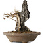 Acer buergerianum, 28 cm, ± 20 jaar oud