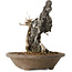 Acer buergerianum, 28 cm, ± 20 jaar oud