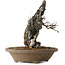 Acer buergerianum, 28 cm, ± 20 jaar oud