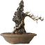Acer buergerianum, 28 cm, ± 20 jaar oud