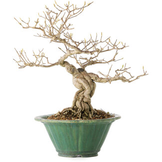 Shuhou Callicarpa japonica, 28 cm, ± 15 ans