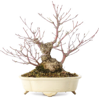 Shibakatsu Acer palmatum Arakawa, 19 cm, ± 20 Jahre alt