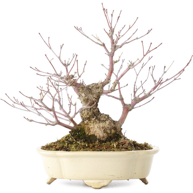 Acer palmatum Arakawa, 19 cm, ± 20 jaar oud, in een handgemaakte Japanse pot van Shibakatsu