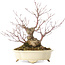 Acer palmatum Arakawa, 19 cm, ± 20 jaar oud, in een handgemaakte Japanse pot van Shibakatsu