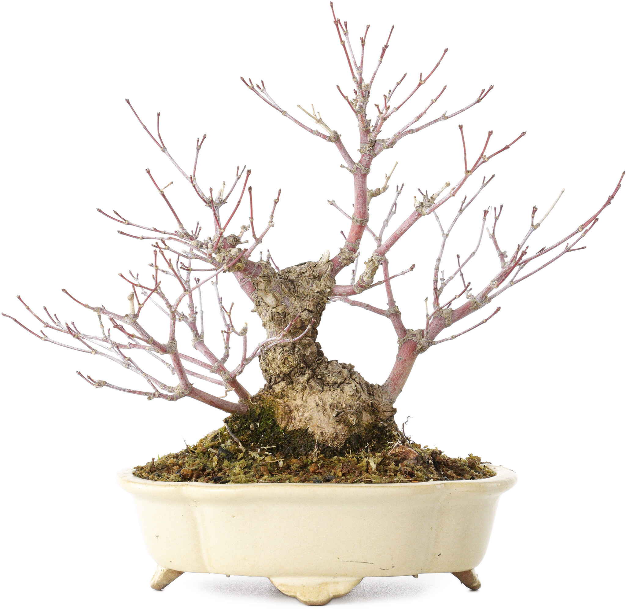bonsai serissa phoetida Bonsai Serissa Phoetida | Árvore das Mil Estrelas | Bonsai Florido main image 1