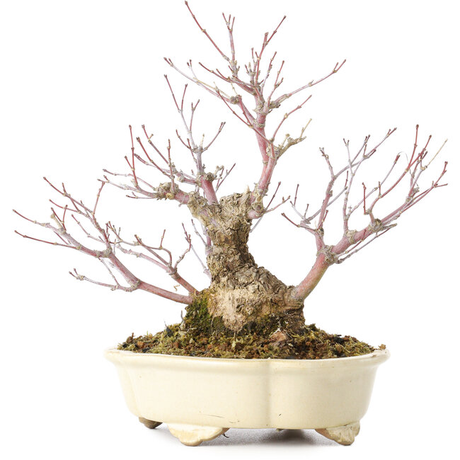 Acer palmatum Arakawa, 19 cm, ± 20 años, en una maceta japonesa hecha a mano por Shibakatsu