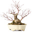 Acer palmatum Arakawa, 19 cm, ± 20 jaar oud, in een handgemaakte Japanse pot van Shibakatsu