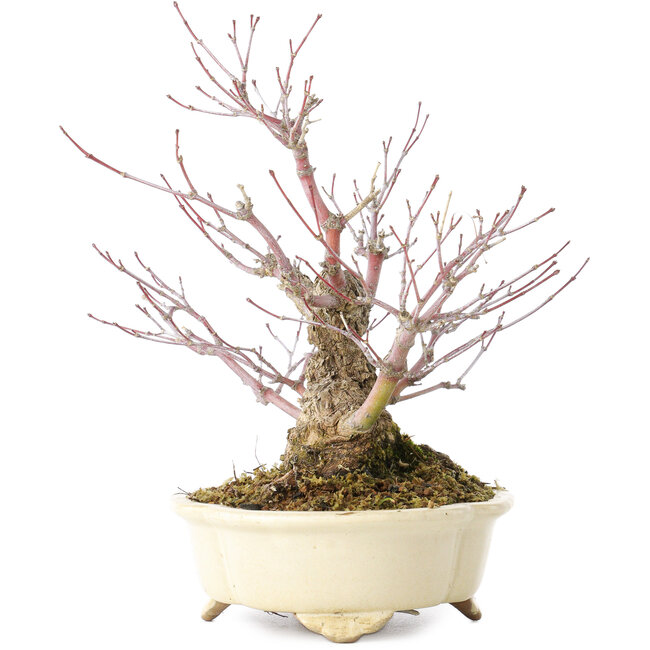 Acer palmatum Arakawa, 19 cm, ± 20 anni, in un vaso giapponese fatto a mano da Shibakatsu