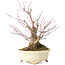 Acer palmatum Arakawa, 19 cm, ± 20 jaar oud, in een handgemaakte Japanse pot van Shibakatsu