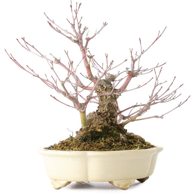 Acer palmatum Arakawa, 19 cm, ± 20 Jahre alt, in einem handgefertigten japanischen Topf von Shibakatsu