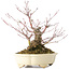 Acer palmatum Arakawa, 19 cm, ± 20 jaar oud, in een handgemaakte Japanse pot van Shibakatsu