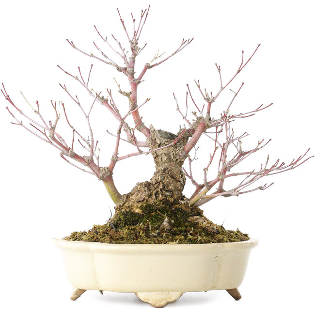 Acer palmatum Arakawa, 19 cm, ± 20 años, en una maceta japonesa hecha a mano por Shibakatsu
