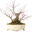 Acer palmatum Arakawa, 19 cm, ± 20 jaar oud, in een handgemaakte Japanse pot van Shibakatsu