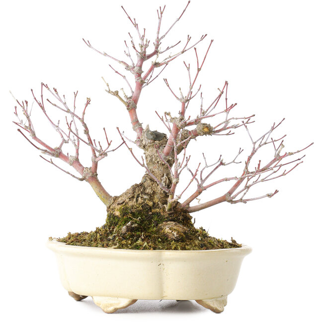 Acer palmatum Arakawa, 19 cm, ± 20 anni, in un vaso giapponese fatto a mano da Shibakatsu