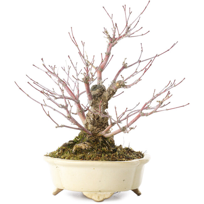 Acer palmatum Arakawa, 19 cm, ± 20 anni, in un vaso giapponese fatto a mano da Shibakatsu