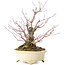 Acer palmatum Arakawa, 19 cm, ± 20 jaar oud, in een handgemaakte Japanse pot van Shibakatsu