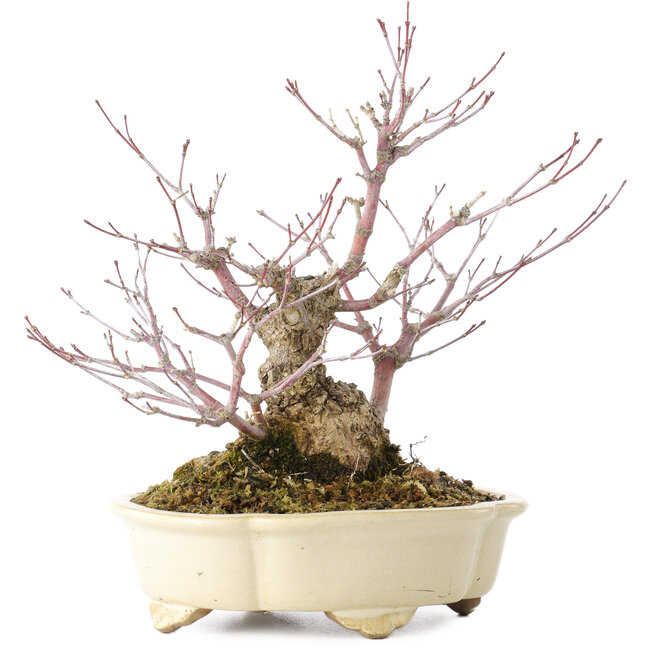 Acer palmatum Arakawa, 19 cm, ± 20 jaar oud, in een handgemaakte Japanse pot van Shibakatsu