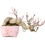 Acer palmatum, 8,5 cm, ± 20 jaar oud